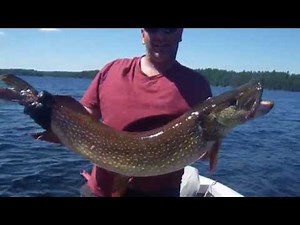 Monster Restoule Pike