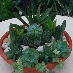 78K views · 5.1K reactions | How to Decorate Your Home with Succulents #succulents #succulentlove #succulentaddict #succulentgarden #succulents #garden #gardening #gardening #gardenlife #gardenlove #gardendesign #gardeninspiration #gardeninspiration #garden #beautiful #beauty #plantas #HomeDecor #nature #dish #viral #Amazing #video #art #home #foryou #fyp #plants #plantsmakepeoplehappy #plants | Decor & Beauty | Facebook