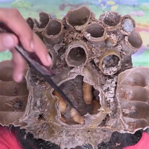 1.2K views | Dandruff Scalp Satisfying Removal A Lot Worm On Wasp Nest Hole #2046 Part 9 | Help remove ticks | Facebook