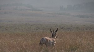 Pronghorn Antelope Buck On Prairie: стоковое видео (без лицензионных платежей), 30039283 | Shutterstock