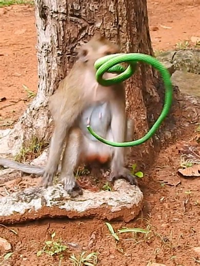 13K views · 71 reactions | Try not to laugh  BEST Prank monkey with fake snake #beautifulmonkey #amazingmonkey #monkey #babymonkey #cutemonkey #cuteanimals #fbreels #adorablemonkey #funnymonkey #funnyshorts #nature #smartmonkey #animals #adorable #reelsfb #funnyprank | Monkey Love99 | Facebook