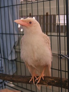Albino Crow