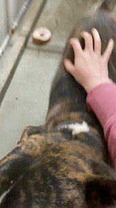 54 reactions · 18 shares | PITA! A 6 month old female Bull Terrier with a heart of gold who is available for foster to adopt TODAY! Pita still needs to be spayed, so any foster parents are required to contact us regularly and stay in touch so that we may arrange for Pita to be brought in for her spay, and then adopted afterwards by her lovely foster-to-adopt family!! | Sequoia Humane Society | Facebook