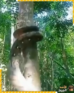 Strange and unbelievable events in the animal world | MSN Film | Facebook