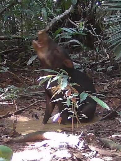 Animais da Amazônia em Imagens Reais