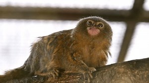 Pygmy Marmoset On Branch Terra Natura Stock Footage Video (100% Royalty-free) 3527863539 | Shutterstock
