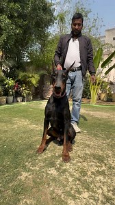Biggest Dobeman Farm in Delhi 😱➡️ | Pulkit VAMP