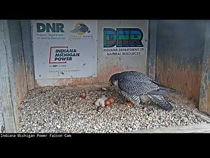 2022 Falcon Cam Two Chicks