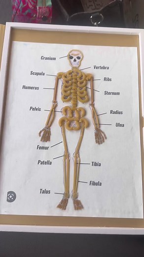 Skeleton project 1 rst grade@#skeletonproject#skeleton#organsystemproject