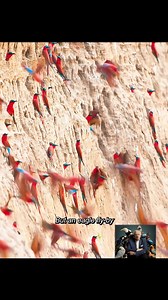 200K views · 2.9K reactions | How crocodiles catch birds #tiktok #animalworld #crocodile #bird | Favorite Movies | Facebook