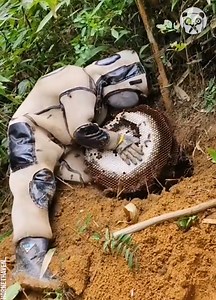 487K views · 399 reactions | Removing a giant wasp nest Partner: hornethaven_ | Creative Panda | Facebook