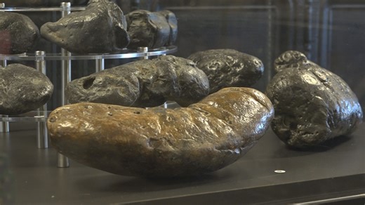 Rediscover Arizona | Poozeum showcases the world's largest collection of dino dung