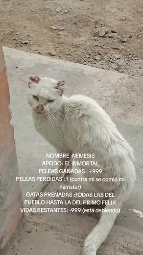 es una leyenda #figther #gatos #mma #paratiiiiiiiiiiiiiiiiiiiiiiiiiiiiiii #humor