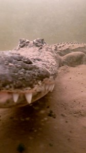 WILD GATOR DIVING. This is just a short clip from a very fun day a few years ago where we saw around 20 gators, fish, and turtles! Don’t swim with gators! Says the guy swimming with gators! 😂 but seriously, do not enter the water in gator habitat. I’ve been diving with wild alligators AND crocodiles here in Florida, Costa Rica, Mexico, and Botswana, these are apex predators and I like to remind everyone I am a trained professional, never try anything in my videos on your own. “So they don’t att