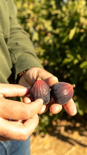 California figs are lovingly grown by Golden State farmers. They're bathed in sunshine and the sweet sounds of nature until they're harvested and make their way to your table. Find your zen with CA GROWN figs. Learn more: https://californiagrown.org/blog/how-are-figs-grown/ | California Grown