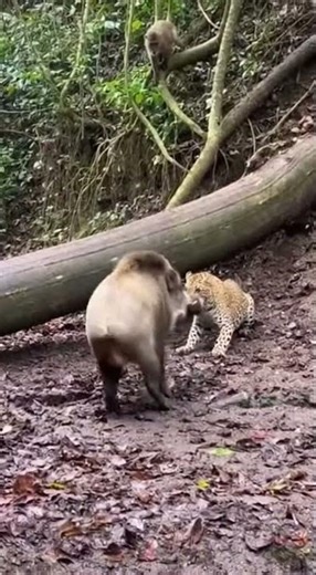 Leopard Evades and Postures