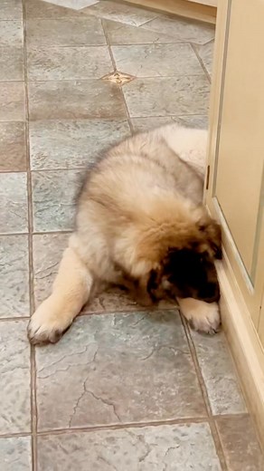 Baby Simba is Not happy # #puppyeyes #dogsofinstagram #leonberger #beach #puppylove #puppylife #doglife #puppy #doglover #babySimba | Naya Marc Antony