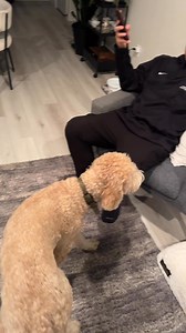 He likes to be up close and personal #dogs #cutedogs #doglover #doodles #goldendoodle #cutenessoverload | the_doodwinston