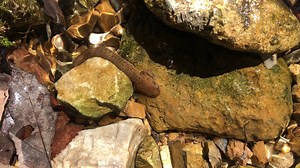 4.1K views · 69 reactions | On a sunny afternoon at Hickory Cove Nature Preserve, we spotted this salamander in the creek near the spring house. | Land Trust of North Alabama | Facebook