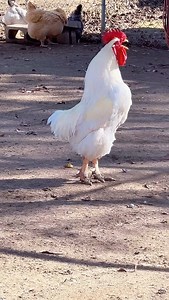 🐔🐔🐔🐔🐔babe 💚🐔🐔🐔🐔🐔🐔🐔🐔🐔🐔🐔🐔🐔🐔🐔🐔🐔baby💚🐔🐔🐔🐔🐔🐔🐔🐔🐔darling💚🐔🐔🐔🐔🐔🐔🐔🐔🐔🐔🐔🐔🐔🐔🐔🐔#babe #baby #roosters #memesdaily #funny #funnyvideos #rooster #memes😂 #babee #haha #lover #you #reel | Roya Khatoon