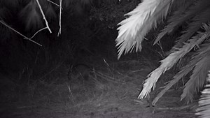 Critter Cam Tuesday! Some fun footage of the raccoons doing raccoon things. | Cabrillo Marine Aquarium