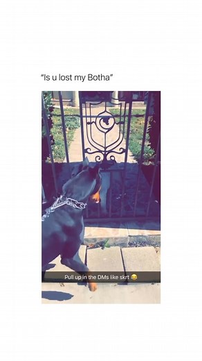 Betch on Instagram: "He has practiced this his whole life (via: @Hhovoo)"