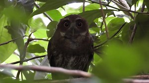 189K views · 5.9K reactions | Múcaro Común o Mucarito de Puerto Rico,...