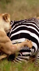 Wild Moment Lioness Sisters Take Down Zebra! | Ocean's Depth