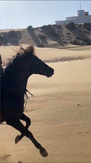 Riding my stallion without a bridle #horse #horses #equestrian #pony #horseriding #equine #pferd #dressage #equestrianlife #love #showjumping #horselove | Oussama_horserider