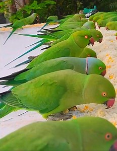 1.3K views · 64 reactions | Indian wild ringneck parrot feeding in my roof #IndianRingneck​ #ParrotLovers​ #BirdFeeding​ #ParrotDiet​ #CuteAnimals | Wild BIRDS | Facebook