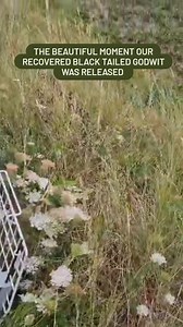 33 reactions · 3 comments | 囹 The moment our beautiful black tailed...