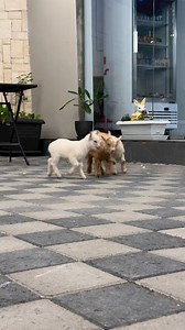 ❤️❤️ | Cattle Display