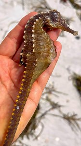 15K views · 925 reactions | Check out the size of this guy s~ #seahorse * * * #florida #longboatkey #beachcombing #lovefl #beachtown | Follow Me To Longboat Key | Facebook