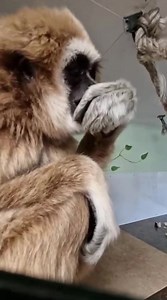 2.9K views · 184 reactions | Lar gibbon Rasmaya finishing off the last of the homemade Christmas cookies! #christmascookies #christmastreat #gibbon #sanctuary | Monkey Haven | Facebook