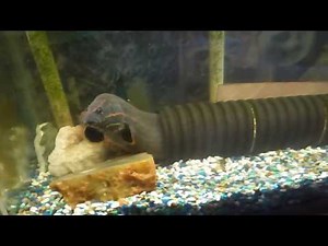 Keeping a Large Fire Eel as a Very Interesting Pet