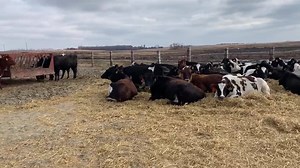 Just arrived in from a 12 hour trip from KDD in Kansas these are the first load of heifers raised from calves in Kansas Average 576 days old 178 days pregnant 1084 lbs weight all carrying to sexed semen dairy bulls very pleased well done all the team at Kansas dairy development | Drumgoon Dairy