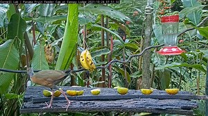 A Gray-cowled Wood-Rail forages with its young at the Panama Fruit Feeder. Take note of the lack of color on the young bird's bill, and its duller-colored legs. Watch until the end to see the adult share food with the sub-adult and ward off an unwanted mammalian intruder with a thrust of its long bill. Watch LIVE at AllAboutBirds.org/PanamaFeeders | Bird Cams