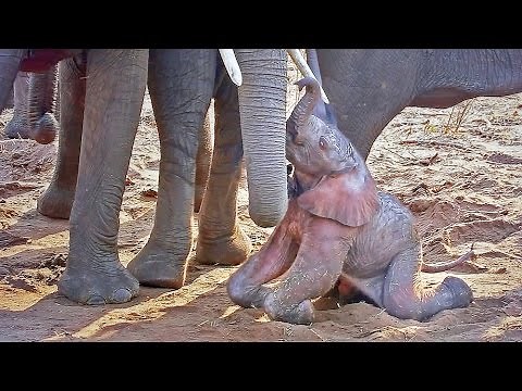 A newborn baby African Bush Elephant struggles to its feet shortly after being born! HD video