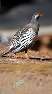 Tibetan Snowcock (藏雪鸡,Tetraogallus tibetanus). It is easy to run into them in #Tibet (Xizang) autonomous region. They are under second-class state protection in #China. Most parts of Tibet region are still in their pristine state. It is still one of the regions with the best ecological environment in the world. ❤❤❤ #Chinese #nature #birds #wildlife #travel #peace #beauty #beautiful #love | Lin hillside
