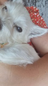 Pumpkin and myself are just taking a quick 10 minute time out. This week Pumpkin & Friends Charity 1199484 has been an extremely busy one! I've already worked 80 hours and it's only Friday morning 🙃 Thank God it's Friday though- my laptop and office will be closed from 4pm this afternoon until Sunday morning. All merchandise will be posted today. For any enquiries please contact Pumpkin and friends charity (fb) Lisa will reply. or email me pumpkinandfriendscharity@outlook.com and I'll reply nex