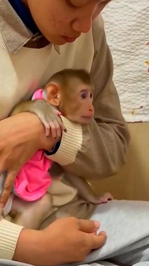 Mnkey Jasmine jeal0usly with mom take care Liya_01 Really pity poor baby monkey, what happened. . #SarfarzNorani #SarfarzNorani #BabyMonkey #cutemonkey #BabyMonkeyCry #BabyCute #chimpanzee #topmonkeys #capuchin #exoticanimals... #monkey #monkeys #monkeydluffy #monkeybusiness #monkeyforest #monkeybars #monkeynapkin #monkey47 #monkeylove #monkeytemple #monkeyingaround #monkeyisland #MonkeyKing #Monkeybeach #monkeyyear #reels #fbreels #reelviral #trendingreels #videoreels | Cricket Family III