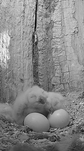 56K views · 4.2K reactions | Amazing to see a tawny owl chick hatch 﫶黎 #owl #robertefuller #wildlives | Robert E Fuller | Facebook