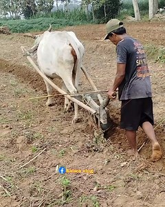 4.6M views · 10K reactions | Proses membajak ladang dengan tenaga sapi | Salwa vlog | Facebook
