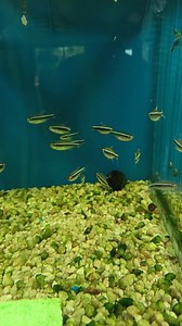 Jumbo black neons at R50ea | Fantasea Aquarium and Pet