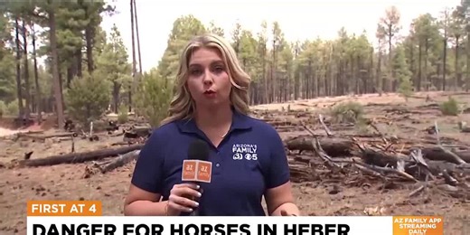 Wild horses getting stuck in northern Arizona community