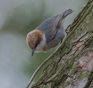 Brown-headed Nuthatch at Blackwater