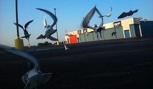 Raspberry Pi Monitor With Racing Pigeons #piday #raspberrypi @Raspberry_Pi