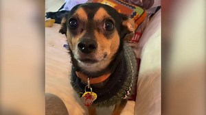 19 reactions · 5 comments | Starting rehab can be extremely overwhelming, but having your pet by your side could be that extra motivation you need to get clean  Don’t let your addiction get in the way of giving your pet the life they deserve too. | Recovery Unplugged | Facebook