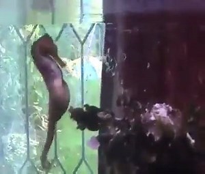 16K views · 321 reactions | A reprodução do cavalo marinho se inicia...