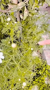 Bhaware ne khilaya phool . . . . #reelsinsta #reelsvideo #shortsfeed #reelitfeelit #shortviral #shorts #shortfeed #reelschallenge #reelkarofeelkaro | Priyanka Mukesh Patel